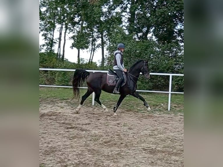 KWPN Merrie 10 Jaar 165 cm Zwartbruin in Sedlčany