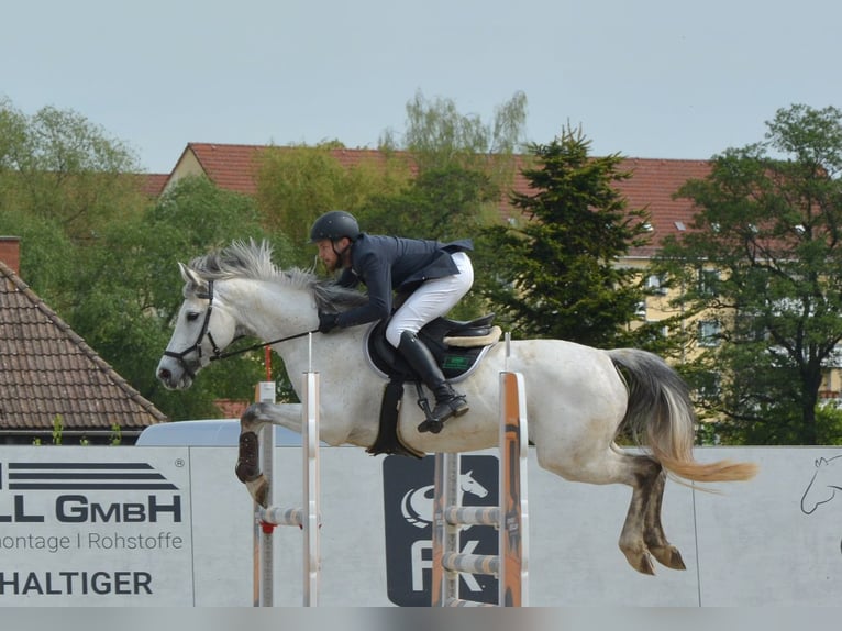 KWPN Merrie 10 Jaar 166 cm Appelschimmel in Reichenbach