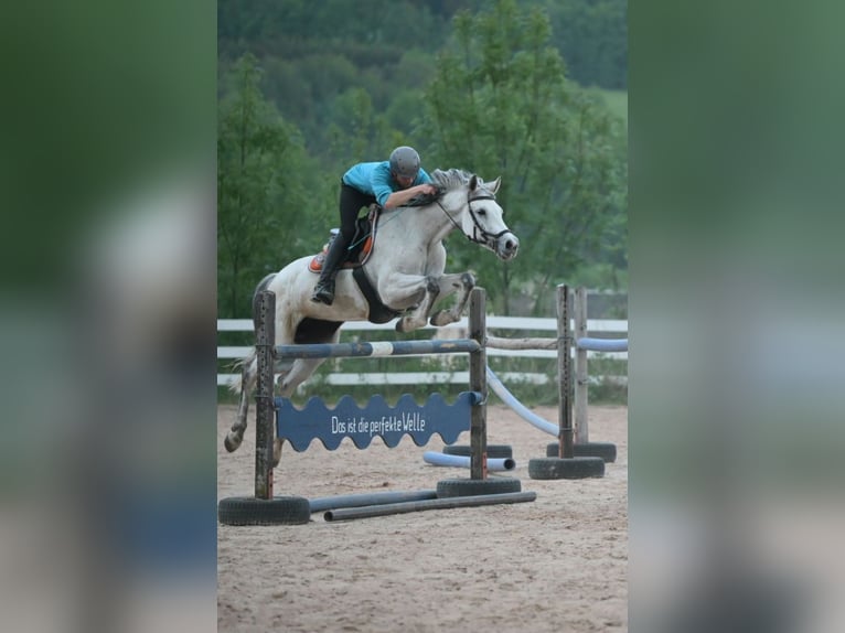 KWPN Merrie 10 Jaar 166 cm Appelschimmel in Reichenbach