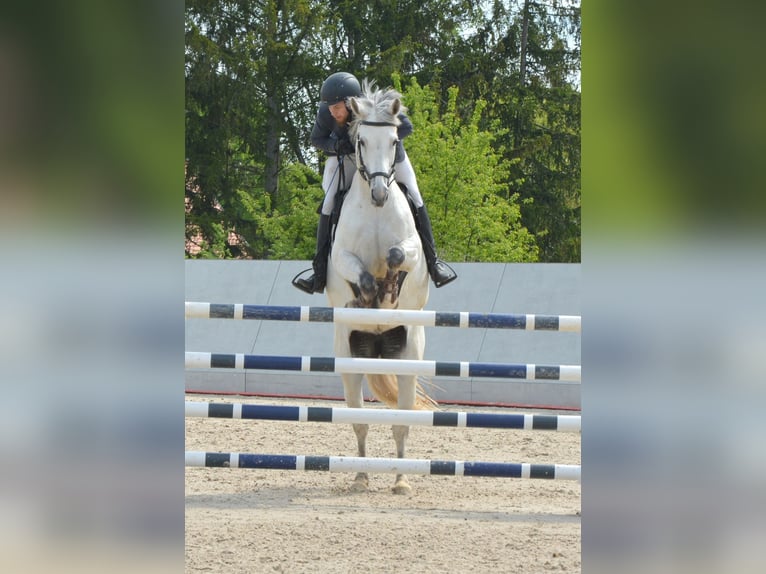 KWPN Merrie 10 Jaar 166 cm Appelschimmel in Reichenbach