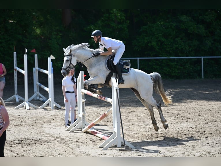 KWPN Merrie 10 Jaar 166 cm Appelschimmel in Reichenbach