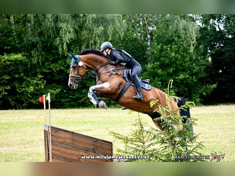 KWPN Merrie 10 Jaar 166 cm Bruin in Pisek