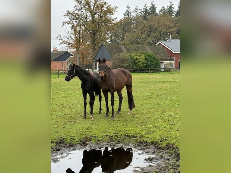 KWPN Merrie 10 Jaar 167 cm Donkerbruin in Hellendoorn