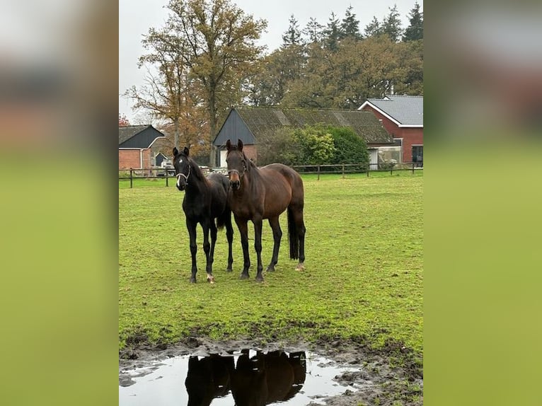 KWPN Merrie 10 Jaar 167 cm Donkerbruin in Hellendoorn