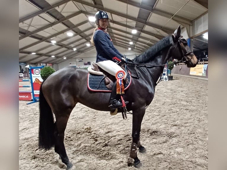 KWPN Merrie 10 Jaar 168 cm Donkerbruin in Barger-Compascuum