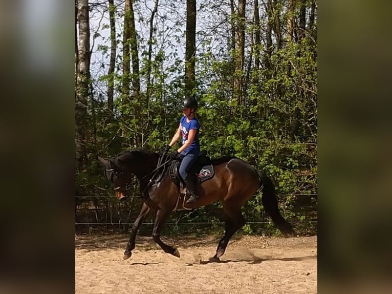 KWPN Merrie 10 Jaar 168 cm Donkerbruin in Barger-Compascuum