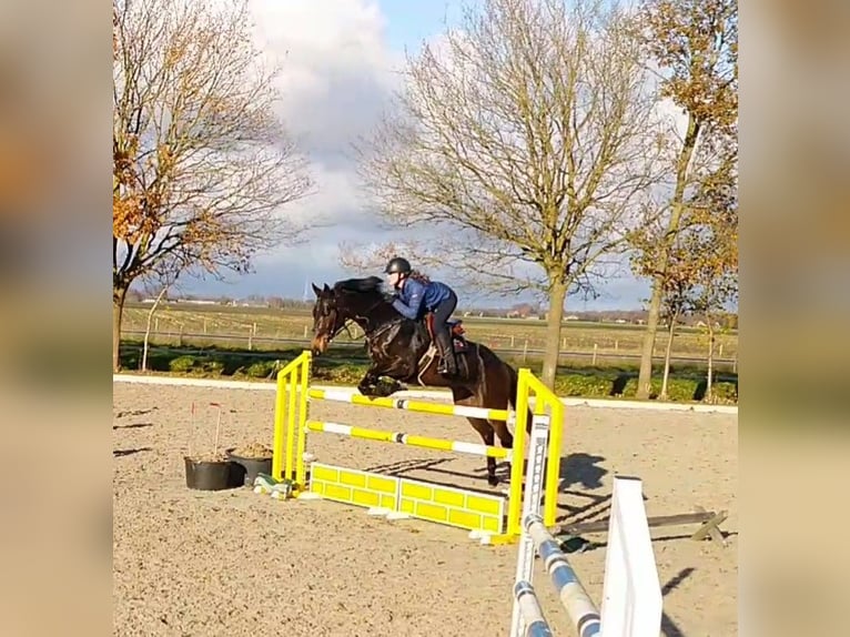 KWPN Merrie 10 Jaar 168 cm Donkerbruin in Barger-Compascuum