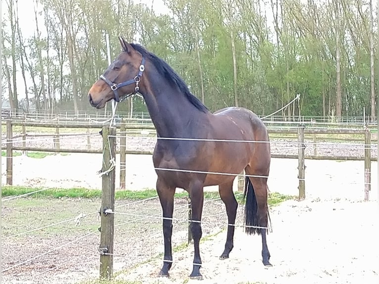 KWPN Merrie 10 Jaar 168 cm Donkerbruin in Barger-Compascuum