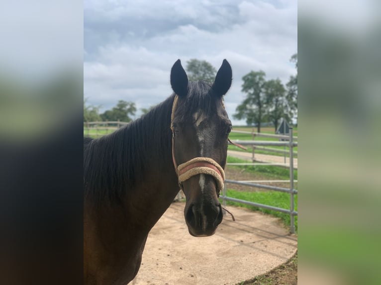 KWPN Merrie 10 Jaar 168 cm Zwartbruin in Dinkelsb&#xFC;hl