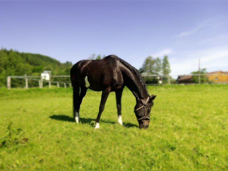 KWPN Merrie 10 Jaar 168 cm Zwartbruin in Kirchheim