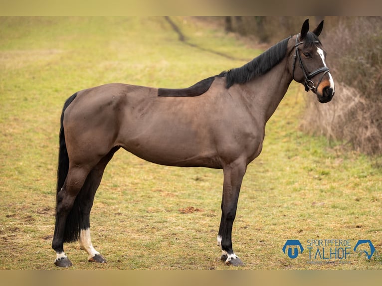 KWPN Merrie 10 Jaar 168 cm Zwartbruin in Korntal-Münchingen