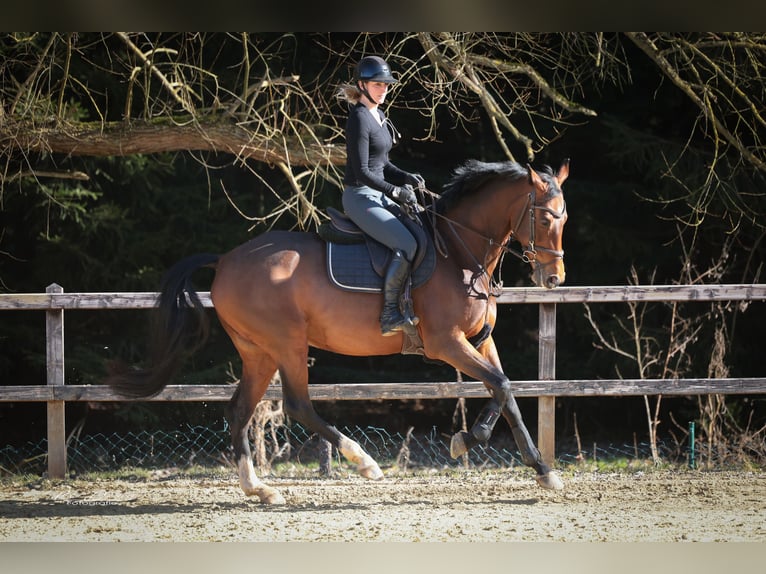 KWPN Merrie 10 Jaar 169 cm Bruin in Limburg an der Lahn