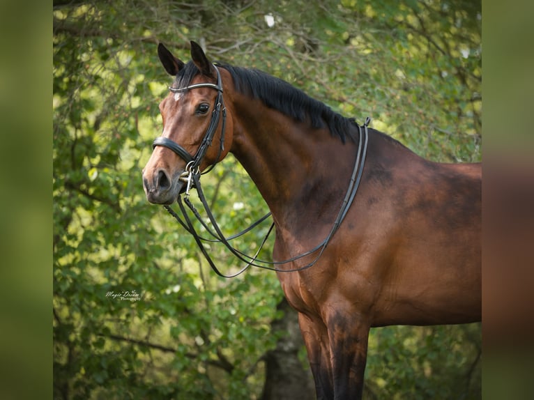 KWPN Merrie 10 Jaar 169 cm Donkerbruin in Emlichheim
