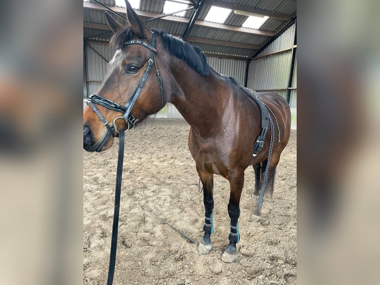 KWPN Merrie 10 Jaar 169 cm Donkerbruin in Ossenzijl