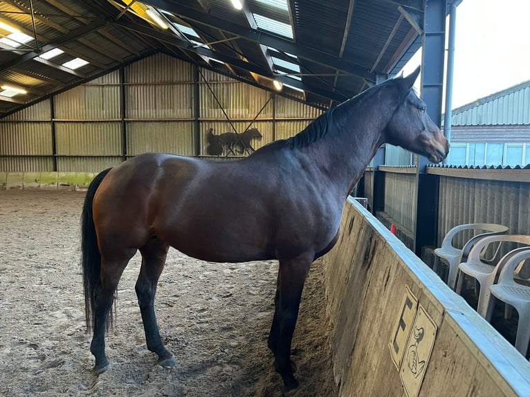KWPN Merrie 10 Jaar 169 cm Donkerbruin in Ossenzijl
