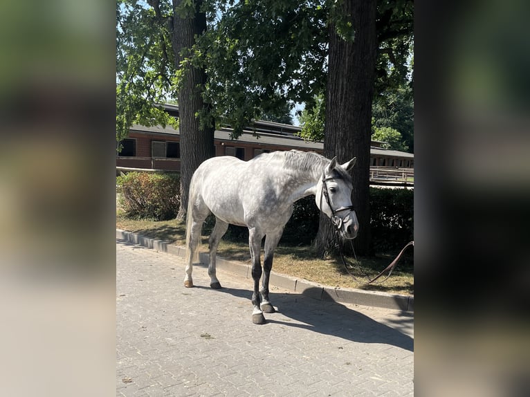 KWPN Merrie 10 Jaar 170 cm Appelschimmel in RecklinghausenRecklinghausen