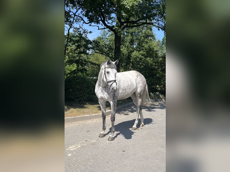 KWPN Merrie 10 Jaar 170 cm Appelschimmel in RecklinghausenRecklinghausen