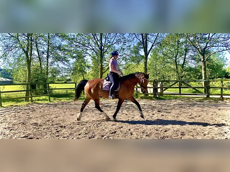 KWPN Merrie 10 Jaar 170 cm Bruin in Noordbroek