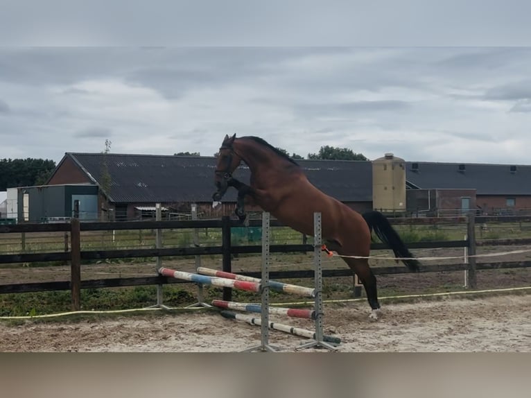 KWPN Merrie 10 Jaar 170 cm Bruin in Meijel