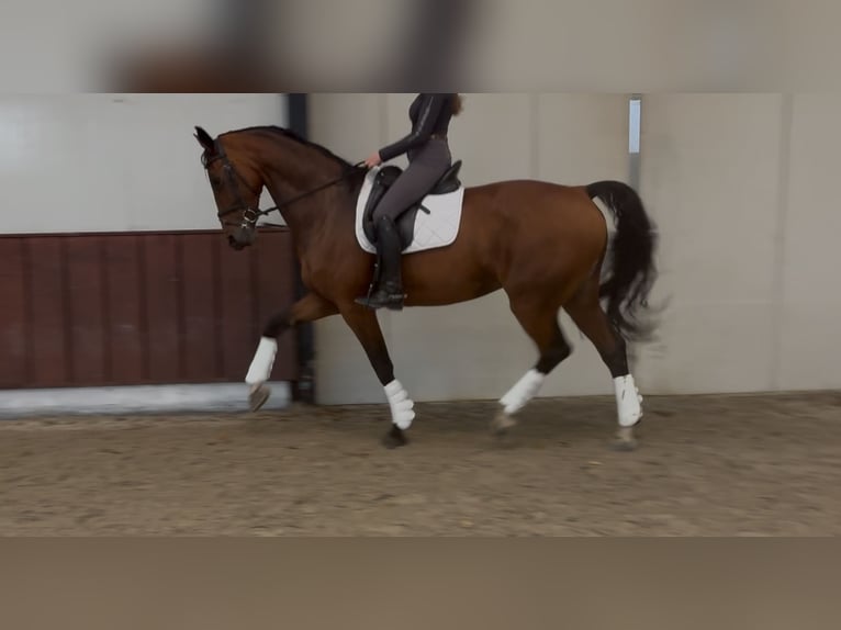 KWPN Merrie 10 Jaar 170 cm Bruin in Meijel