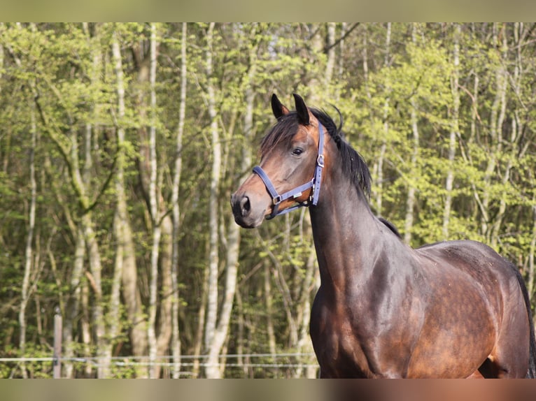 KWPN Merrie 10 Jaar 170 cm Bruin in Etten-Leur