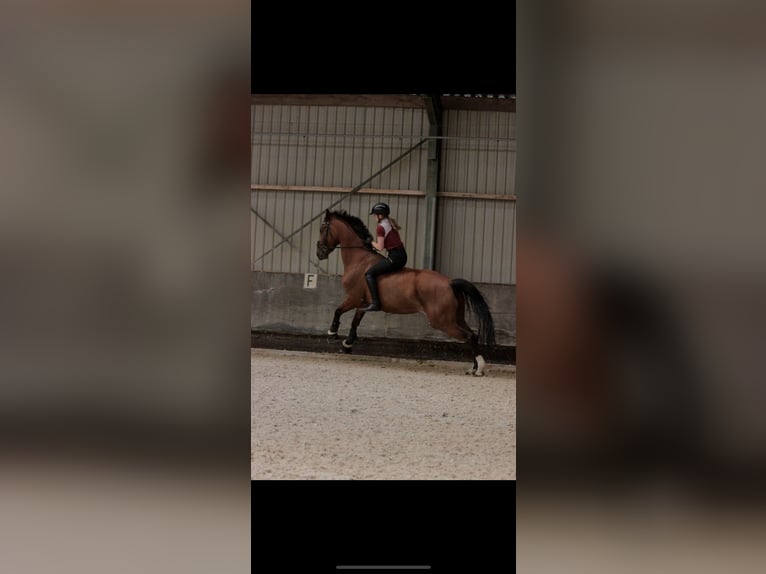 KWPN Merrie 10 Jaar 170 cm Bruin in Kootwijkerbroek