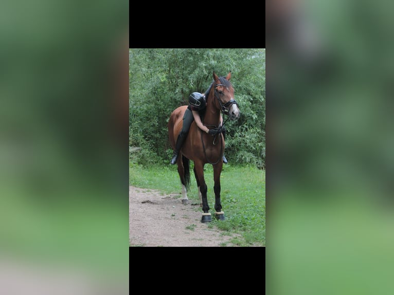 KWPN Merrie 10 Jaar 170 cm Bruin in Kootwijkerbroek