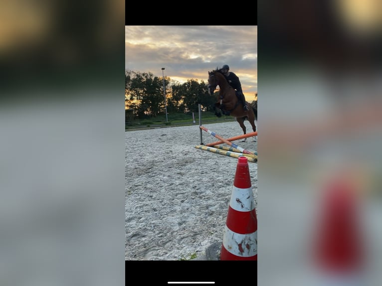 KWPN Merrie 10 Jaar 170 cm Bruin in Kootwijkerbroek