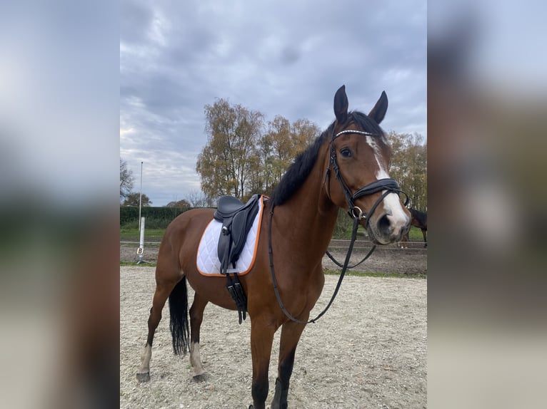 KWPN Merrie 10 Jaar 170 cm Bruin in Kootwijkerbroek