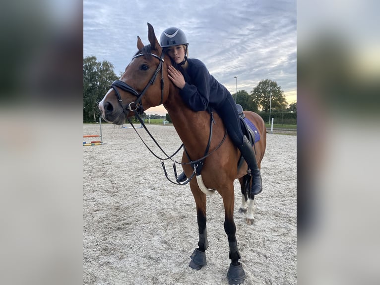 KWPN Merrie 10 Jaar 170 cm Bruin in Kootwijkerbroek