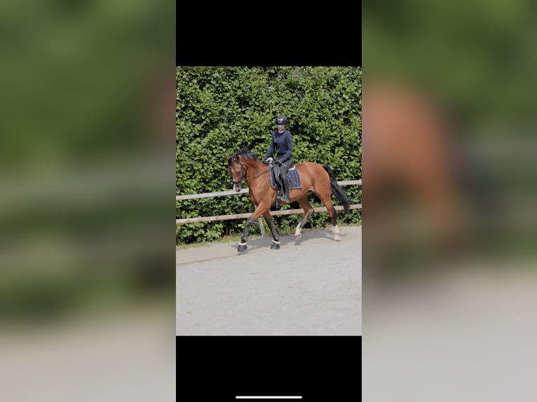 KWPN Merrie 10 Jaar 170 cm Bruin in Kootwijkerbroek