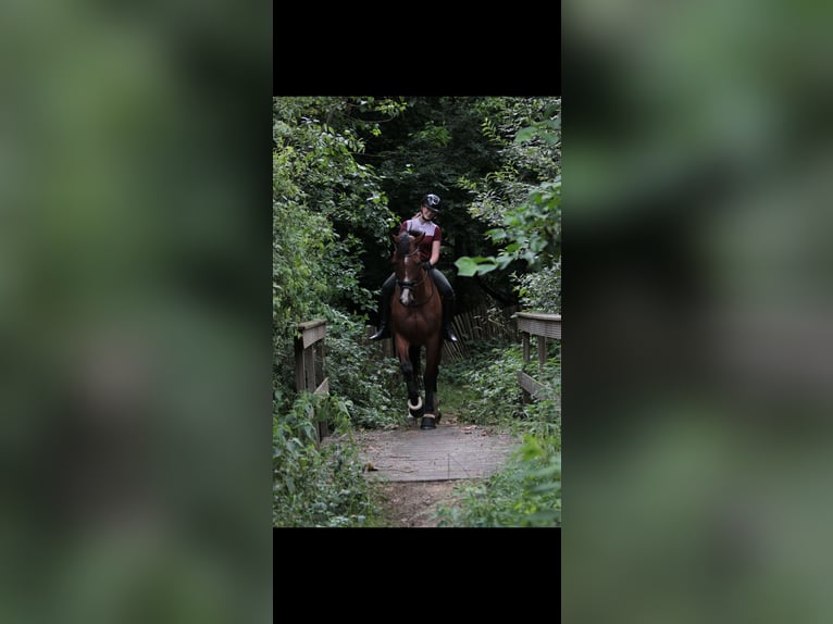 KWPN Merrie 10 Jaar 170 cm Bruin in Kootwijkerbroek