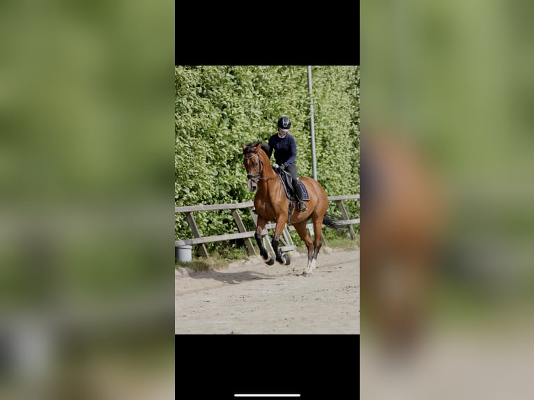 KWPN Merrie 10 Jaar 170 cm Bruin in Kootwijkerbroek