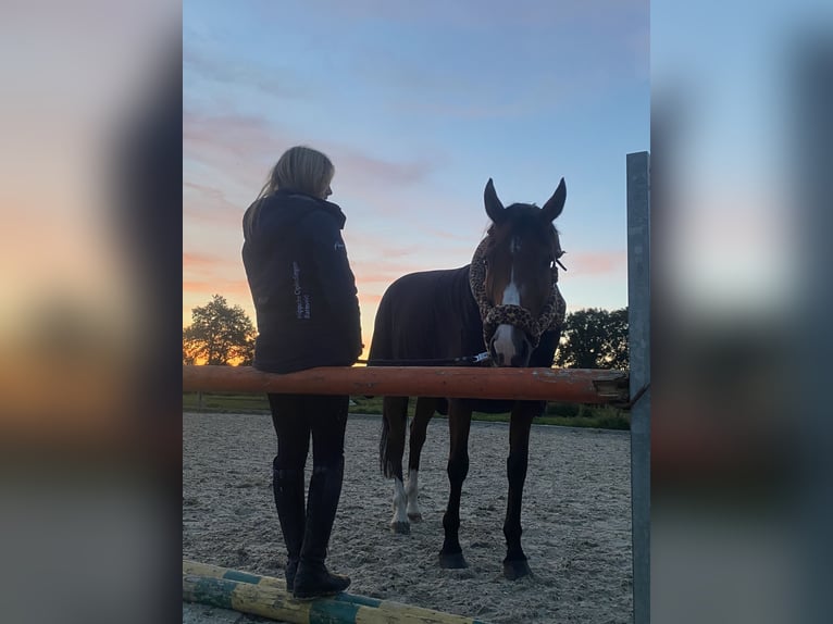 KWPN Merrie 10 Jaar 170 cm Bruin in Kootwijkerbroek