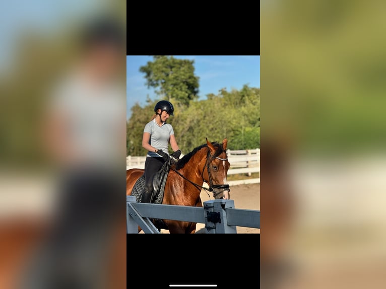 KWPN Merrie 10 Jaar 170 cm Bruin in Kootwijkerbroek