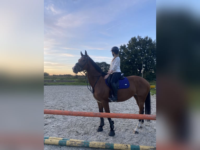 KWPN Merrie 10 Jaar 170 cm Bruin in Kootwijkerbroek