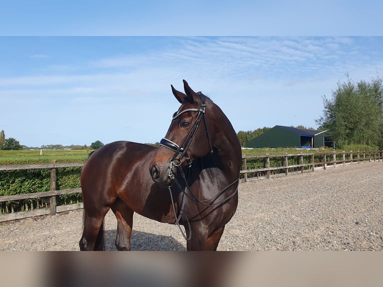 KWPN Merrie 10 Jaar 170 cm Donkerbruin in Elburg