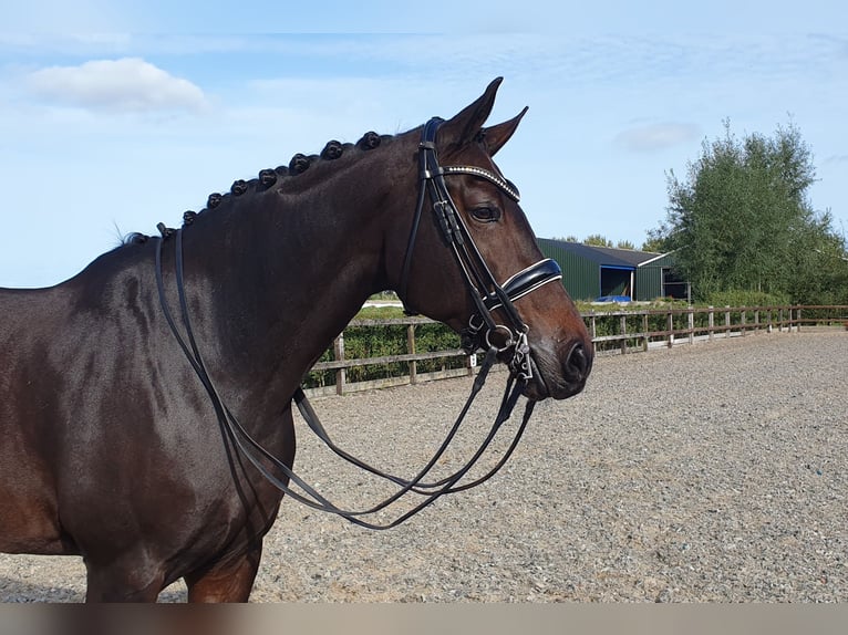 KWPN Merrie 10 Jaar 170 cm Donkerbruin in Elburg