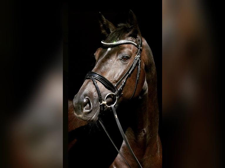 KWPN Merrie 10 Jaar 170 cm Donkerbruin in Pelmberg