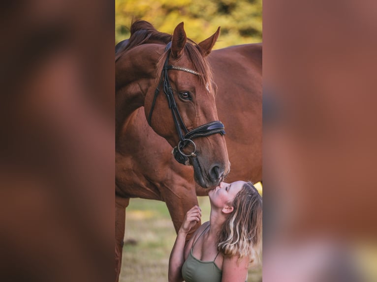 KWPN Merrie 10 Jaar 170 cm Vos in Brecht
