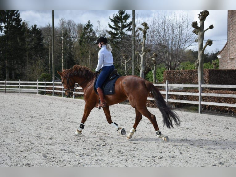 KWPN Merrie 10 Jaar 170 cm Vos in Brecht