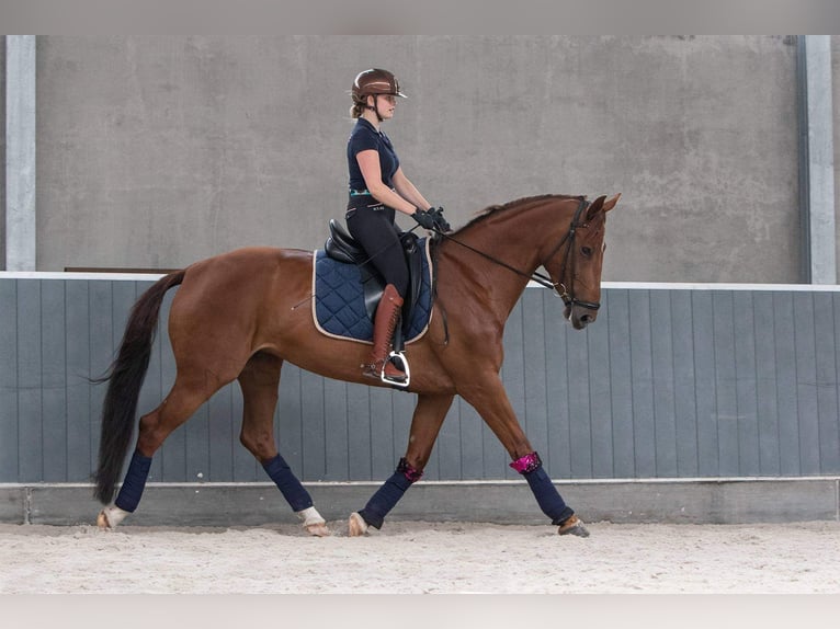 KWPN Merrie 10 Jaar 170 cm Vos in Brecht
