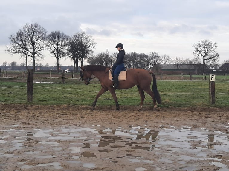 KWPN Merrie 10 Jaar 170 cm Vos in Brecht