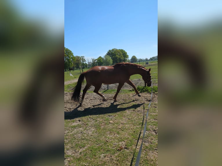KWPN Merrie 10 Jaar 170 cm Vos in Brecht