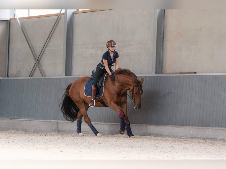 KWPN Merrie 10 Jaar 170 cm Vos in Brecht