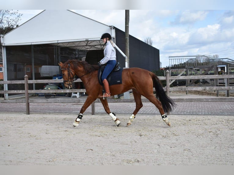 KWPN Merrie 10 Jaar 170 cm Vos in Brecht