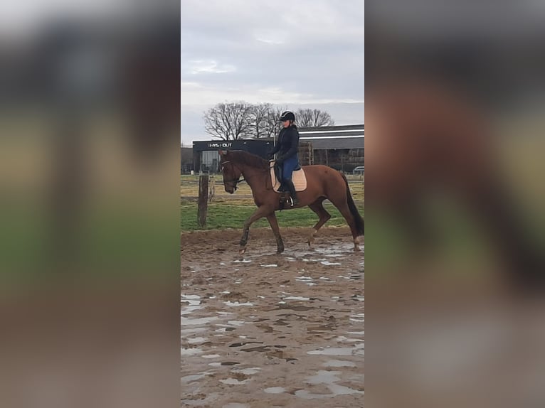 KWPN Merrie 10 Jaar 170 cm Vos in Brecht