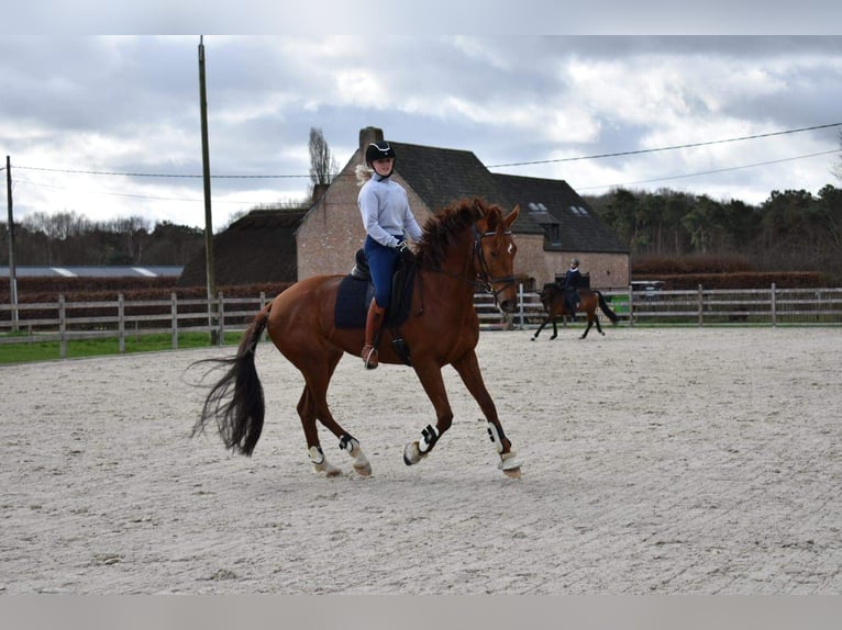 KWPN Merrie 10 Jaar 170 cm Vos in Brecht