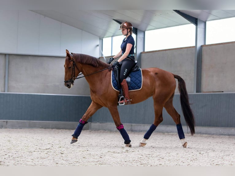 KWPN Merrie 10 Jaar 170 cm Vos in Brecht