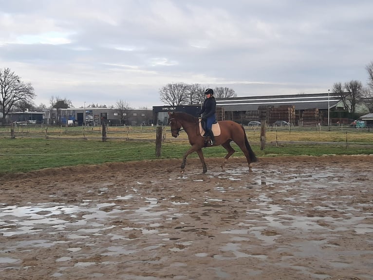 KWPN Merrie 10 Jaar 170 cm Vos in Brecht